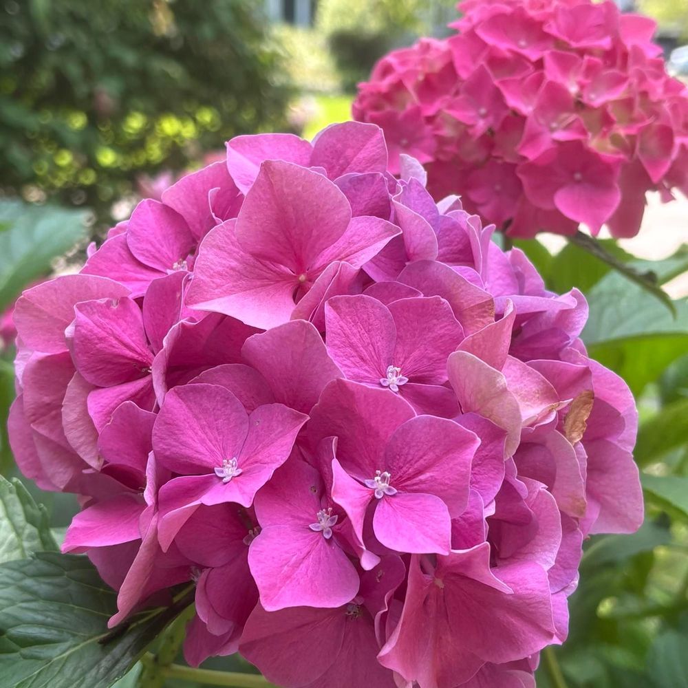 Meet your Posher, Margie